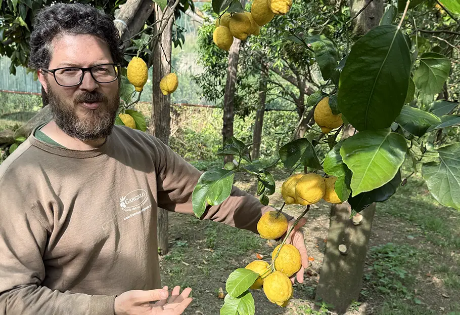 degustazione di olio tra gli ulivi sorrento