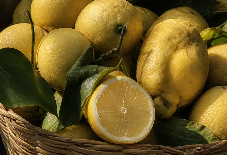degustazione di olio tra gli ulivi sorrento
