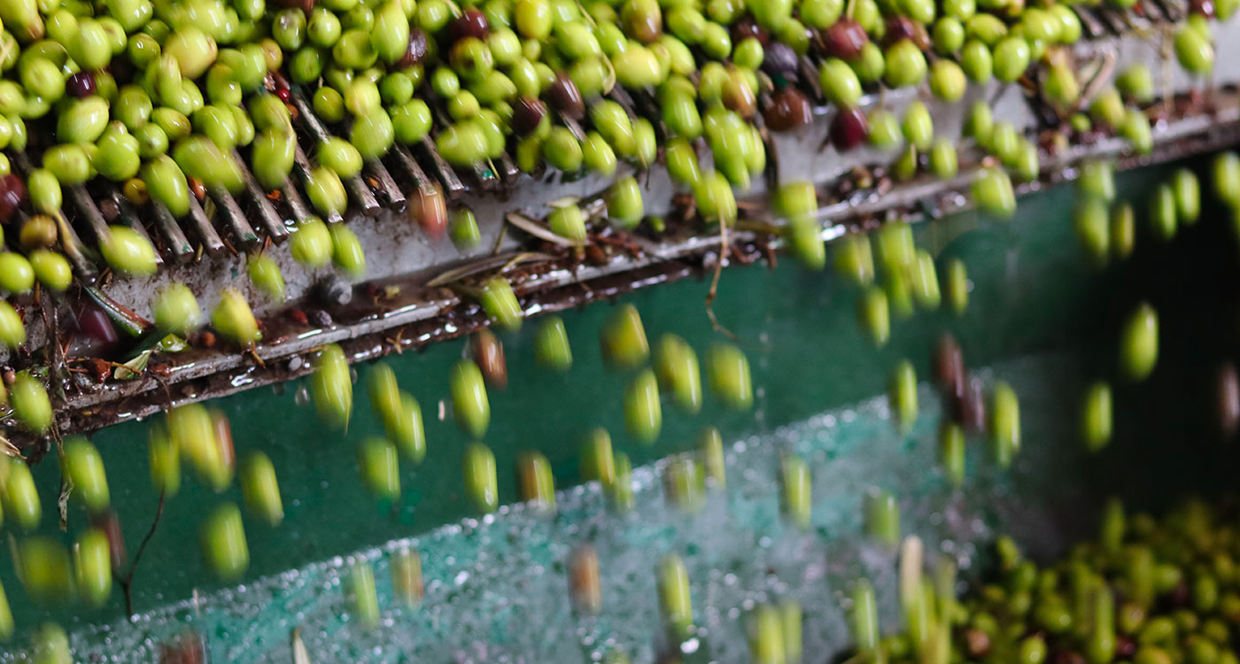 degustazione di olio tra gli ulivi sorrento