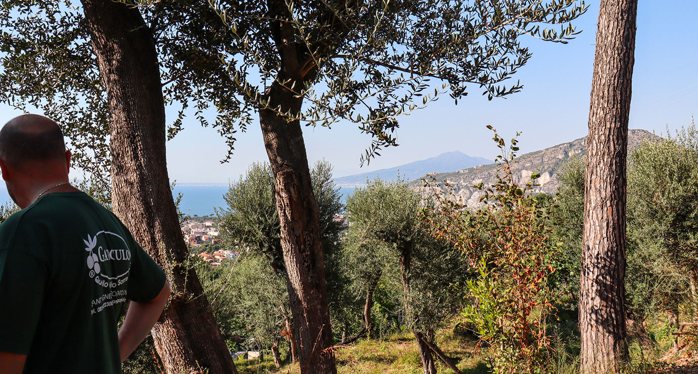 degustazione di olio tra gli ulivi sorrento
