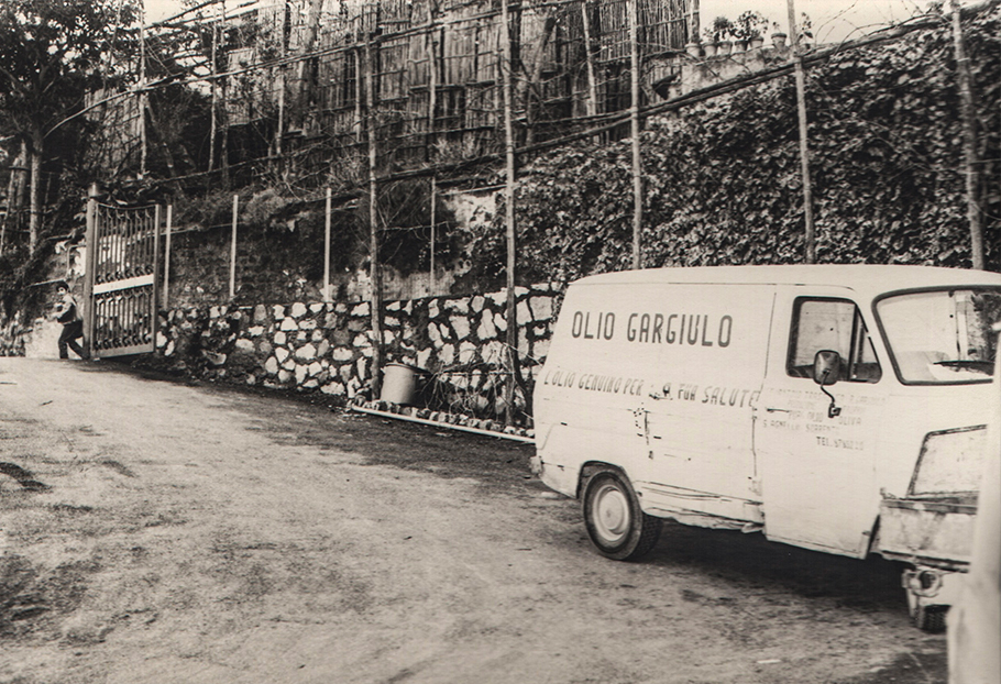 degustazione di olio tra gli ulivi sorrento