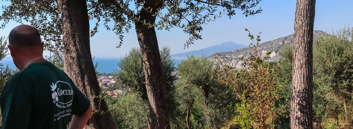 News dal Frantoio Gargiulo